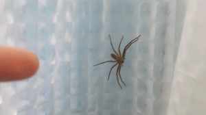 Elder Crocker with a spider in the shower