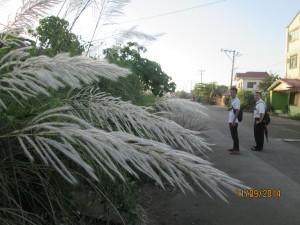 Elder Crocker with more white weeds